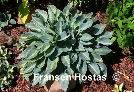 Hosta Stand by Me